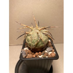 Tephrocactus geometricus