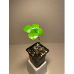 Zamia furfuracea. Cycad sugukond. Taimepood.