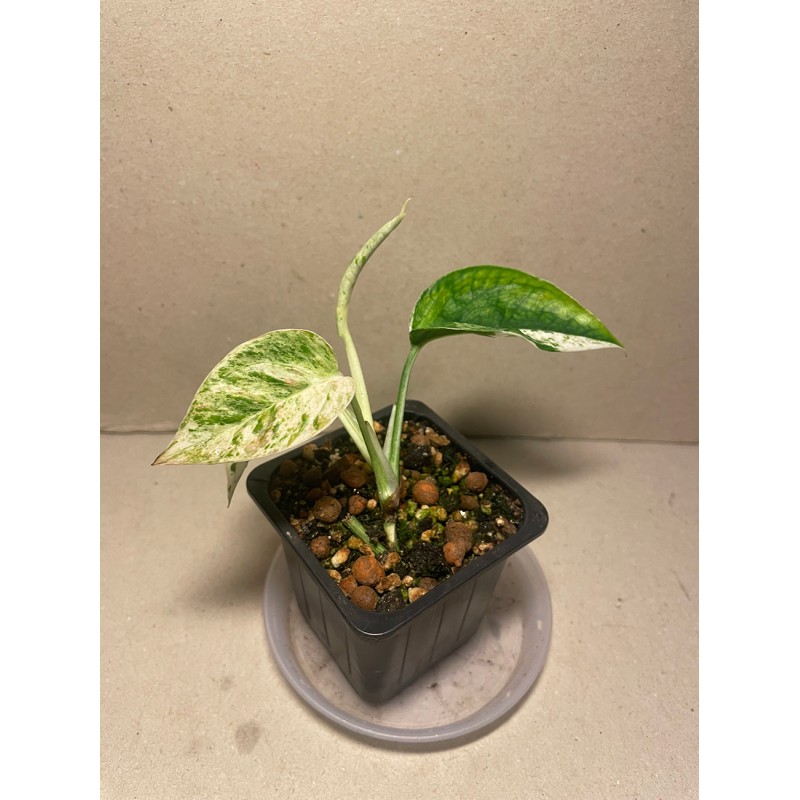 Epipremnum pinnatum 'Marble King'. Toataimed. Taimepood.
