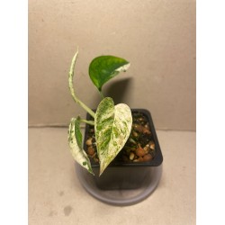 Epipremnum pinnatum 'Marble King'. Toataimed. Taimepood.