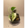 Epipremnum pinnatum 'Marble King'. Toataimed. Taimepood.