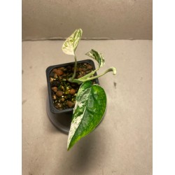 Epipremnum pinnatum 'Marble King'. Toataimed. Taimepood.