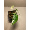 Epipremnum pinnatum 'Marble King'. Toataimed. Taimepood.