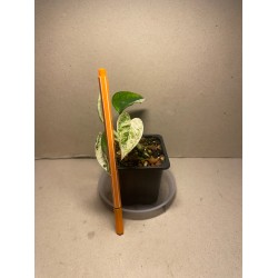 Epipremnum pinnatum 'Marble King'. Toataimed. Taimepood.