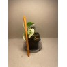 Epipremnum pinnatum 'Marble King'. Toataimed. Taimepood.