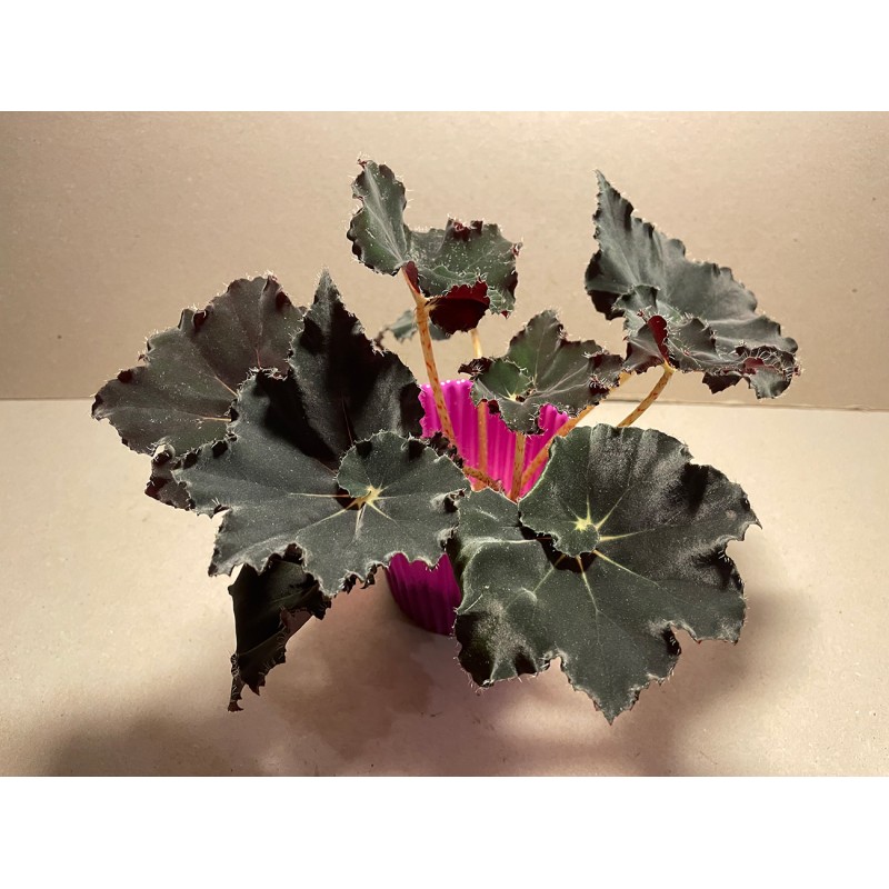 Begonia 'Dark Mambo', M