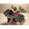 Begonia 'Dark Mambo', M