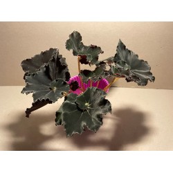 Begonia 'Dark Mambo', M