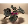 Begonia 'Dark Mambo', M