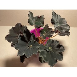 Begonia 'Dark Mambo', M
