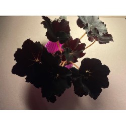 Begonia 'Dark Mambo', M