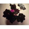 Begonia 'Dark Mambo', M