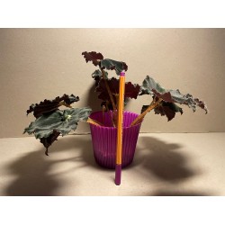 Begonia 'Dark Mambo', M