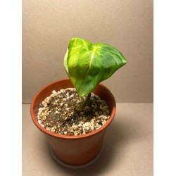 Philodendron 'Dean McDowell', S