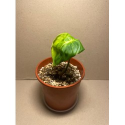 Philodendron 'Dean McDowell', S