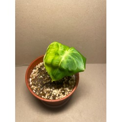 Philodendron 'Dean McDowell', S
