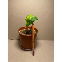 Philodendron 'Dean McDowell', S