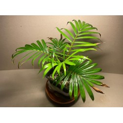 Chrysalidocarpus leptocheilos. Palmid. Taimepood.