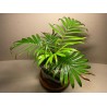 Chrysalidocarpus leptocheilos. Palmid. Taimepood.