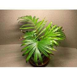 Chrysalidocarpus leptocheilos. Palmid. Taimepood.