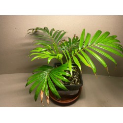 Chrysalidocarpus leptocheilos. Palmid. Taimepood.