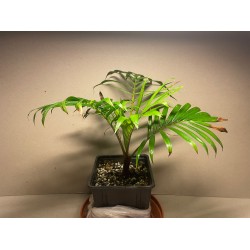 Chrysalidocarpus leptocheilos. Palmid. Taimepood.