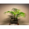 Chrysalidocarpus leptocheilos. Palmid. Taimepood.