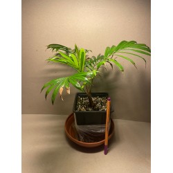 Chrysalidocarpus leptocheilos. Palmid. Taimepood.