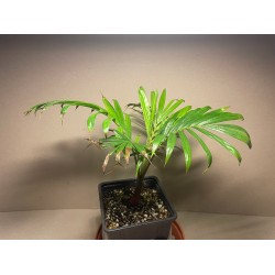 Chrysalidocarpus leptocheilos. Palmid. Taimepood.