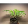 Chrysalidocarpus leptocheilos. Palmid. Taimepood.