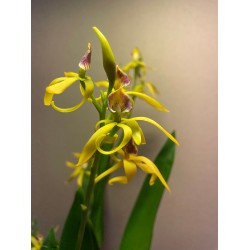 Prosthechea cochleata 'Tarantula Yellow'