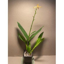 Prosthechea cochleata 'Tarantula Yellow'