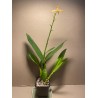 Prosthechea cochleata 'Tarantula Yellow'