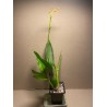 Prosthechea cochleata 'Tarantula Yellow'