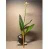 Prosthechea cochleata 'Tarantula Yellow'