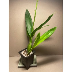 Prosthechea cochleata 'Tarantula Yellow'