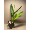 Prosthechea cochleata 'Tarantula Yellow'