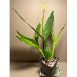 Prosthechea cochleata 'Tarantula Yellow'