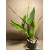 Prosthechea cochleata 'Tarantula Yellow'