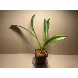 Masdevallia veitchiana