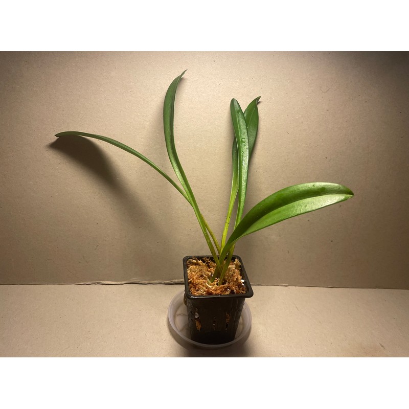 Masdevallia veitchiana