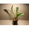 Masdevallia veitchiana