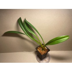 Masdevallia veitchiana