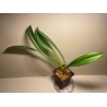 Masdevallia veitchiana