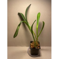Masdevallia veitchiana