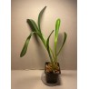 Masdevallia veitchiana
