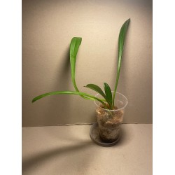 Masdevallia veitchiana