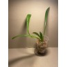 Masdevallia veitchiana