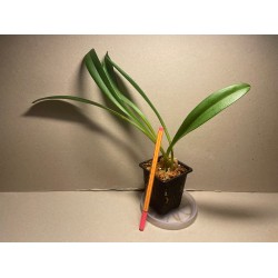 Masdevallia veitchiana