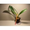 Masdevallia veitchiana